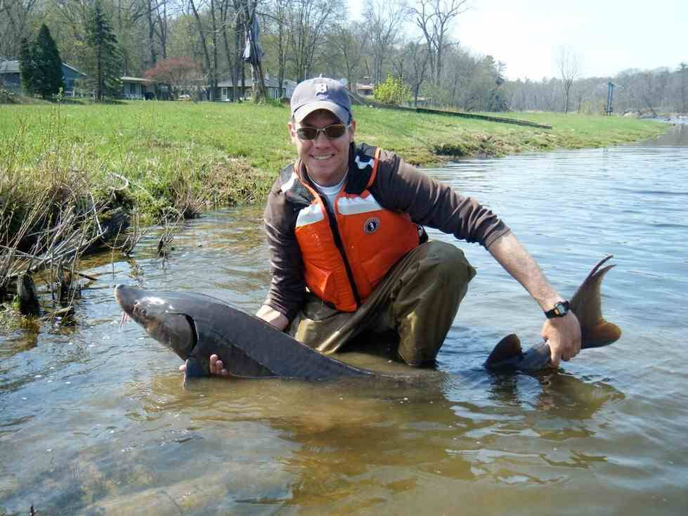 An AWRI graduate student holds a large sturgeon while kneeling in a river.